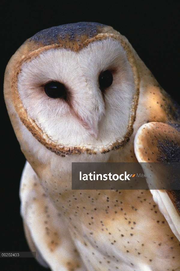 Retrato de la lechuza (Tyto alba), distribución en todo el mundo