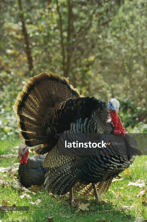 Par de guajolote silvestre (Meleagris gallopavo), América del norte