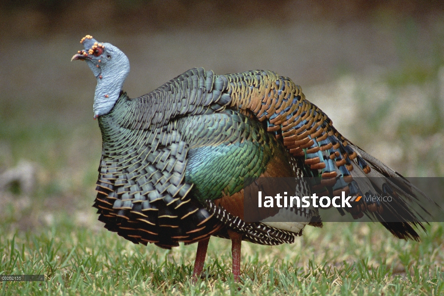 Pavo ocelado (Meleagris ocellata), nativa de México a Centroamérica