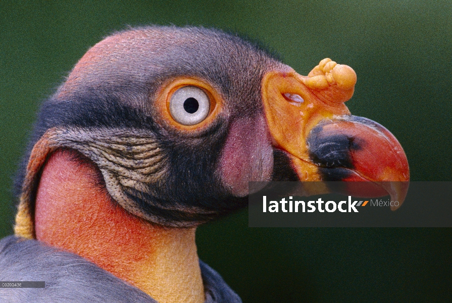 Zopilote rey (Sarcoramphus papa), nativo a meridional México a Argentina y Brasil