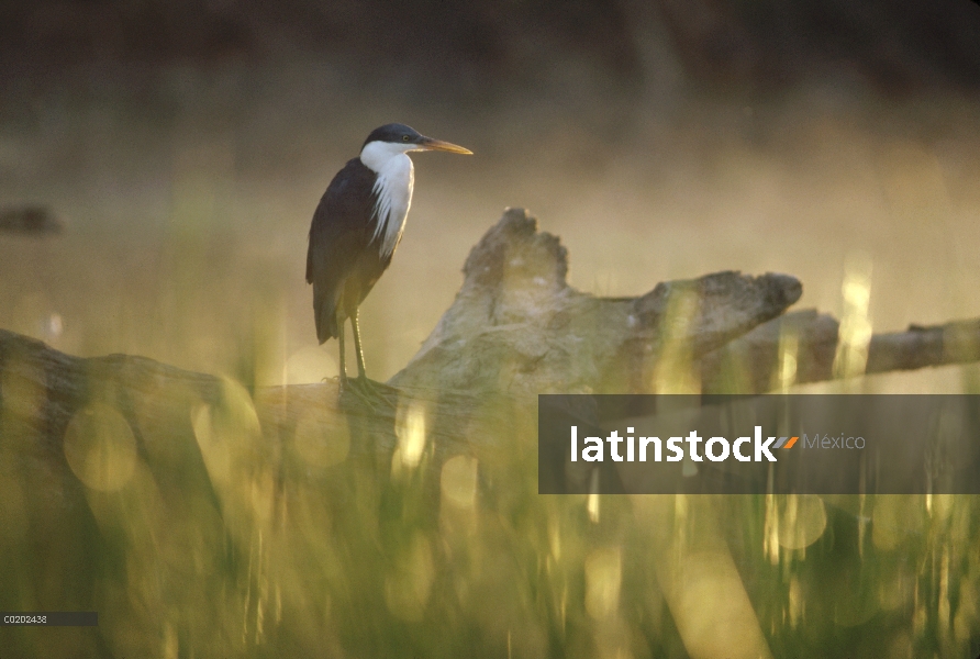 Garza (Ardea picata) Pied perching en pega en pantano al amanecer, tierra toma, Australia central