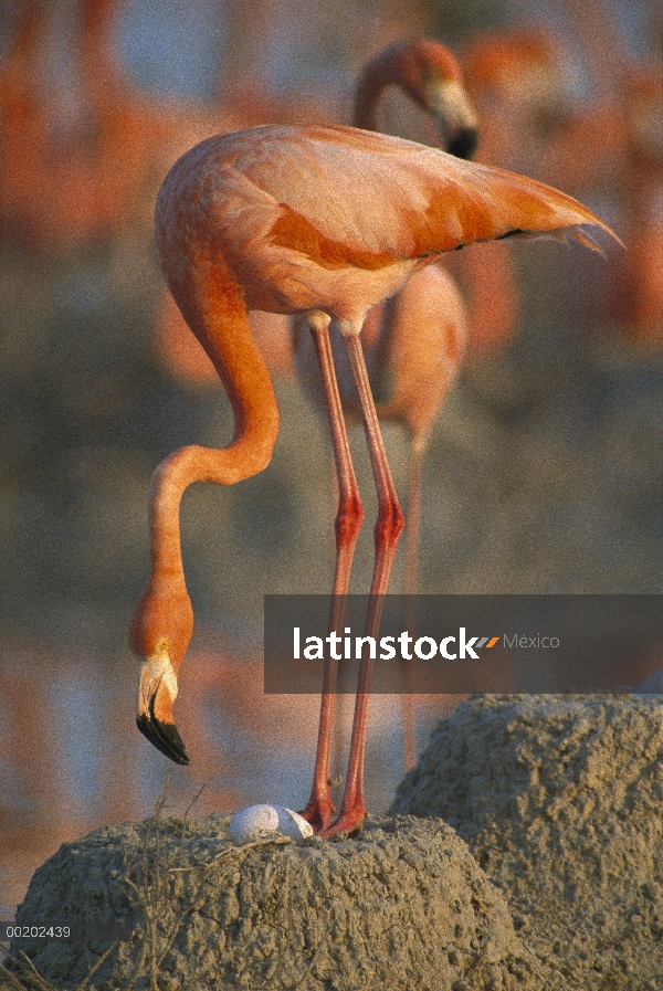 Flamenco (Phoenicopterus ruber) con huevo en el nido de barro, Parque Nacional Inagua, Bahamas