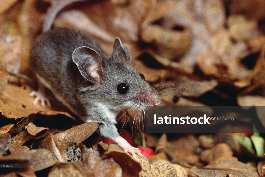 Ratón ciervo (Peromyscus maniculatus), norte y Centro América