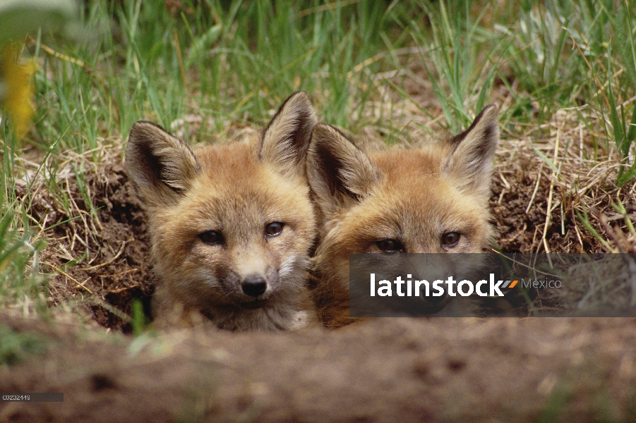 Zorro rojo (Vulpes vulpes) par de jóvenes mira fuera de la madriguera, sur de Canadá a América Centr