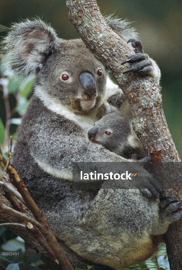 Koala (cinereus de Phascolarctos) madre y joey, tres meses de edad, Australia