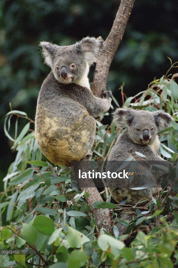 Los machos Koala (cinereus de Phascolarctos), del este bosques Australia