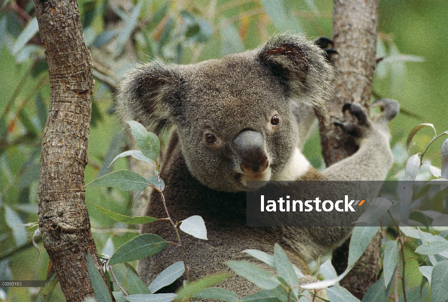 Koala (cinereus de Phascolarctos) hombre en árbol, Australia