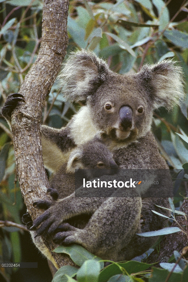 Koala (cinereus de Phascolarctos) madre y joey, tres meses de edad, Australia