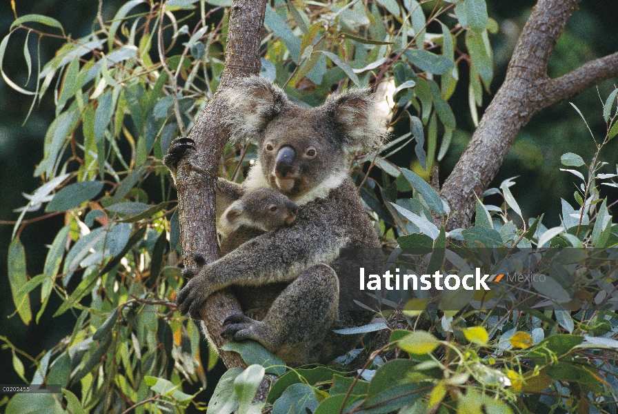 La madre Koala (cinereus de Phascolarctos) y joey tres meses en el árbol, Australia