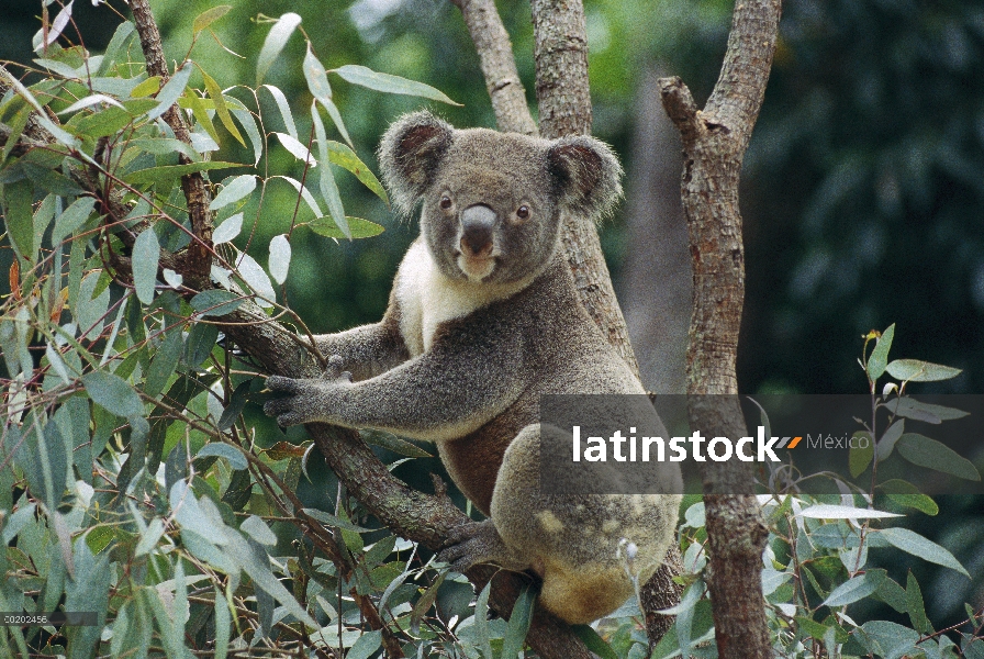 Koala (cinereus de Phascolarctos) hombre en árbol, Australia