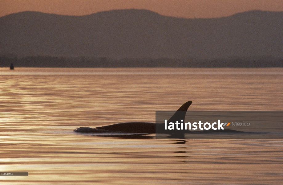 Orca (Orcinus orca) superficie, de América del norte