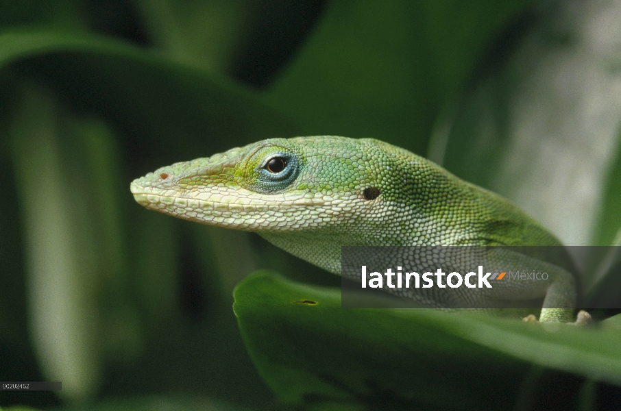 Anolis verde (Anolis carolinensis) en la hoja, retrato, cerca, Caribe