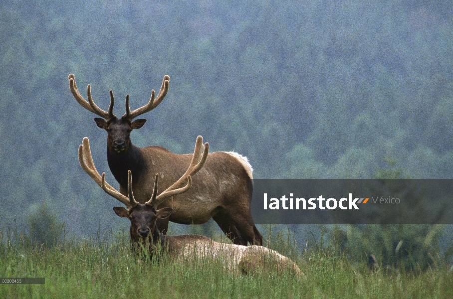 Elk (Cervus elaphus) par con bosque de coníferas en fondo, oeste de Norteamérica