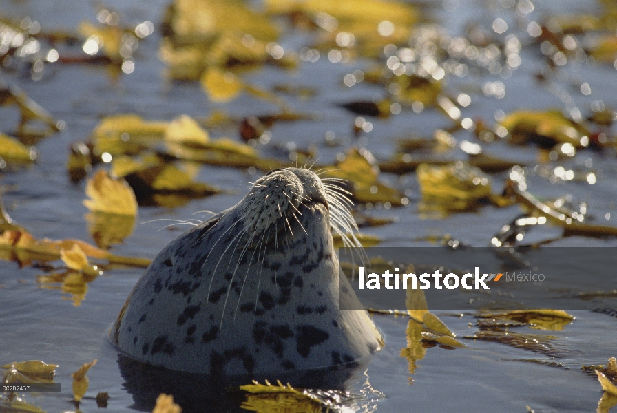 Cabeza de la Junta de puerto (Phoca vitulina) asomando fuera del agua rodeada de algas, Costa para t