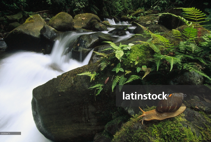 Caracol de tierra a lo largo de la secuencia de selva, Valle de Los Cedros, Ecuador