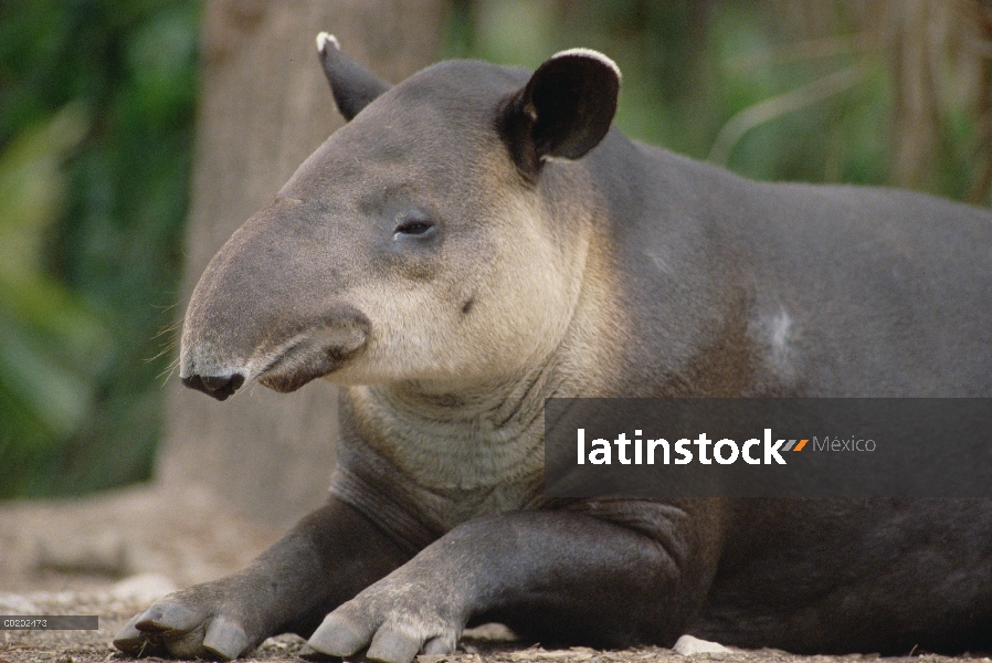 Retrato de bairdii Tapir (Tapirus bairdii), parque zoológico de Belice, Belice, ocurre desde el sur 