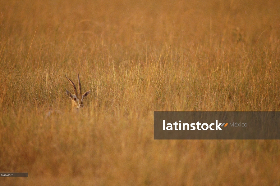 Gacela de Thomson (Eudorcas thomsonii) escondidos en la hierba alta, Reserva Nacional de Masai Mara,