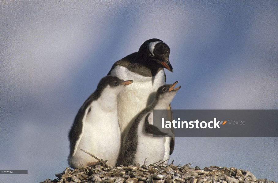 Pingüino de Gentoo (Pygoscelis papua) padres y pollos pidiendo comida en el nido, isla de Georgia de