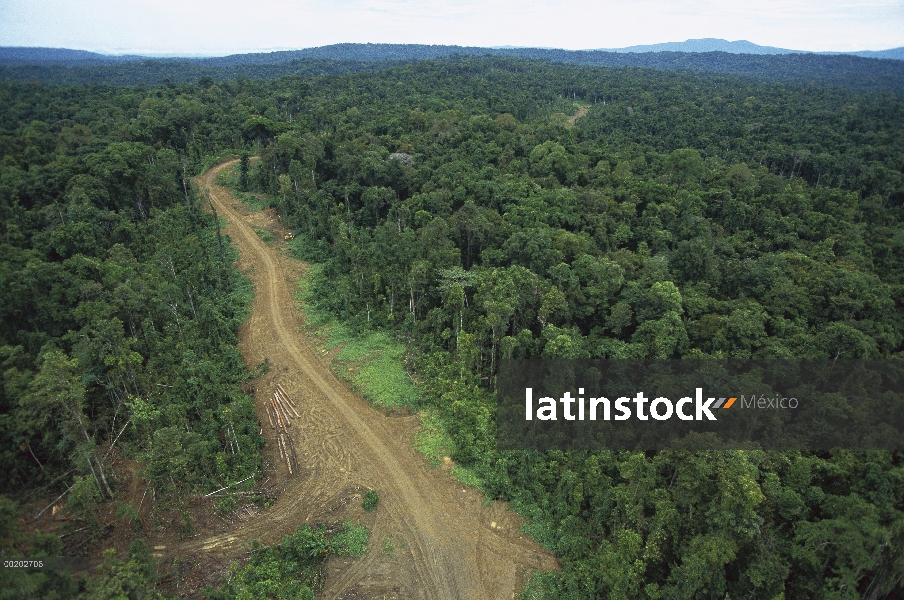 Carretera tala en la selva tropical a través de la amplia llanura de inundación del río de la Aird, 