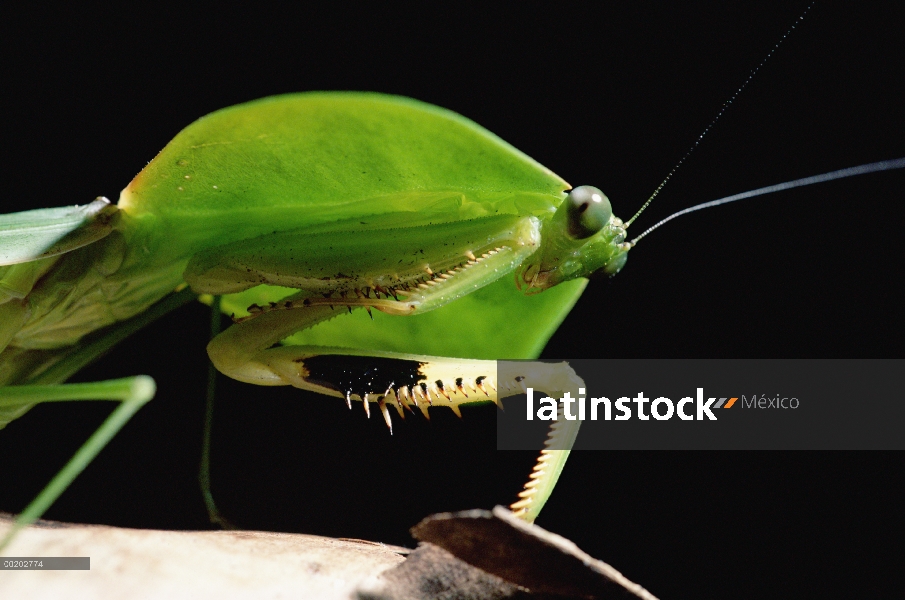 Orando Mantis (Mantis sp) cabeza y piernas, Valle de Los Cedros, Ecuador