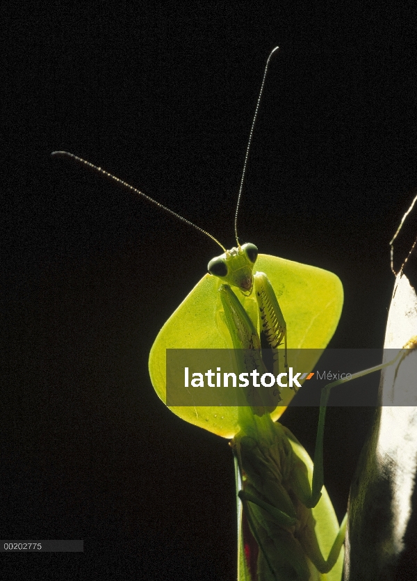 Retrato de la Mantis religiosa (Mantis sp), Valle del río Los Cedros, Ecuador