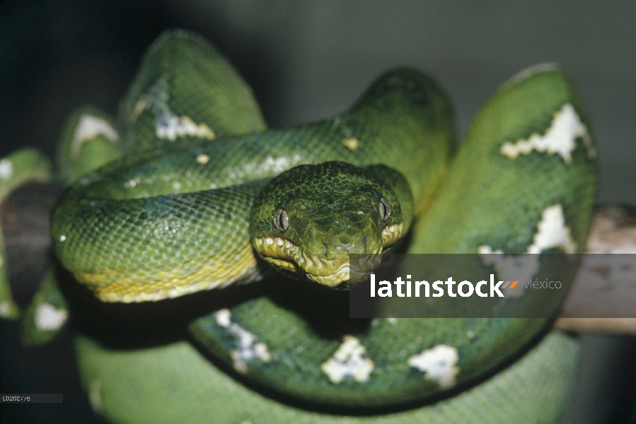 Nativo de Green Tree Python (Chondropython viridis) retrato, Woodland Park Zoo, a Papua Nueva Guinea