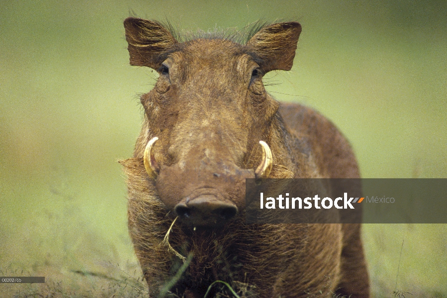 Cabo Warthog (aethiopicus de Phacochoerus) retrato, Reserva Nacional de Masai Mara, Kenia