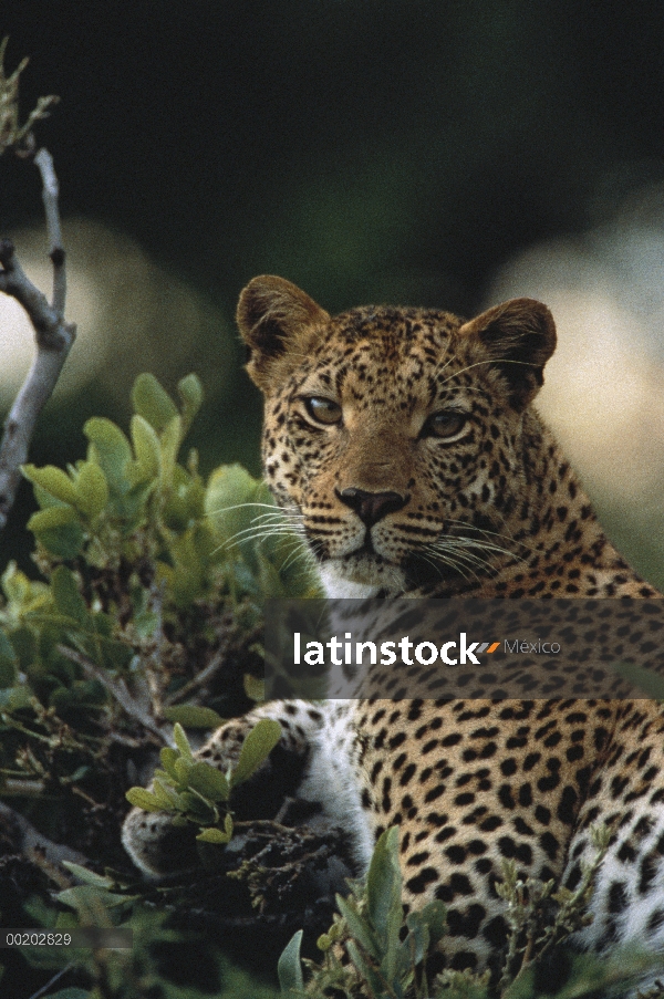 Mujer del leopardo (Panthera pardus) en el árbol, reserva de la fauna de Moremi, Botswana