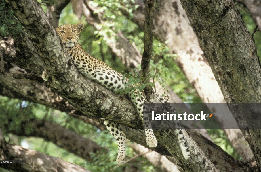 Mujer del leopardo (Panthera pardus) en el árbol, reserva de la fauna de Moremi, Botswana