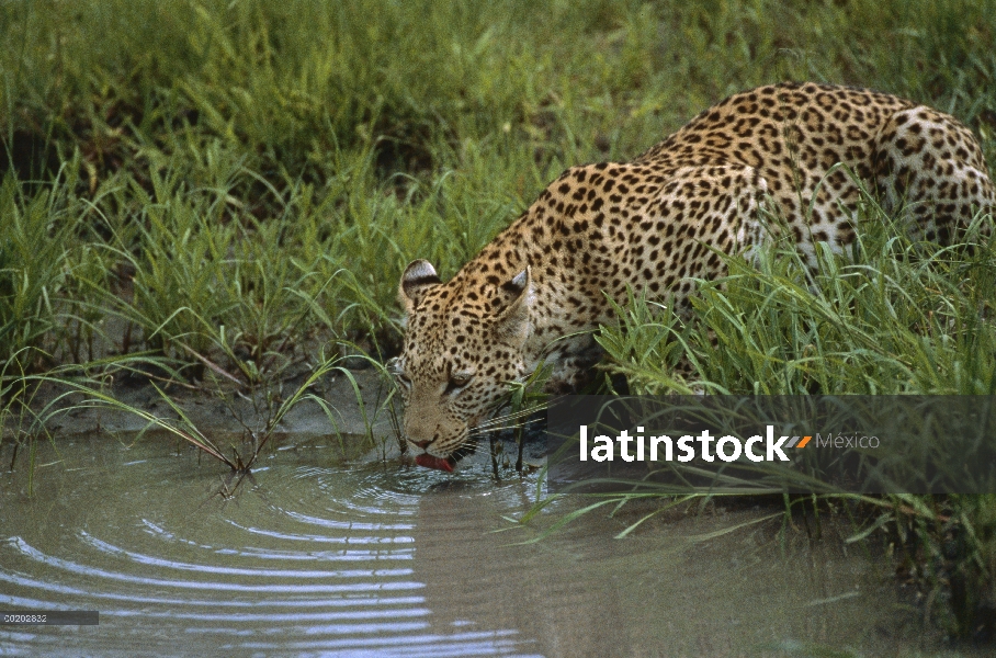 Mujer del leopardo (Panthera pardus) bebiendo agua, reserva de la fauna de Moremi, Botswana