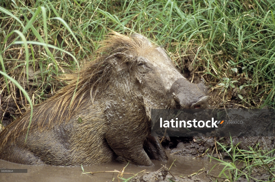 Cabo Warthog (aethiopicus de Phacochoerus) refrescarse en barro, Masai Mara, Kenia