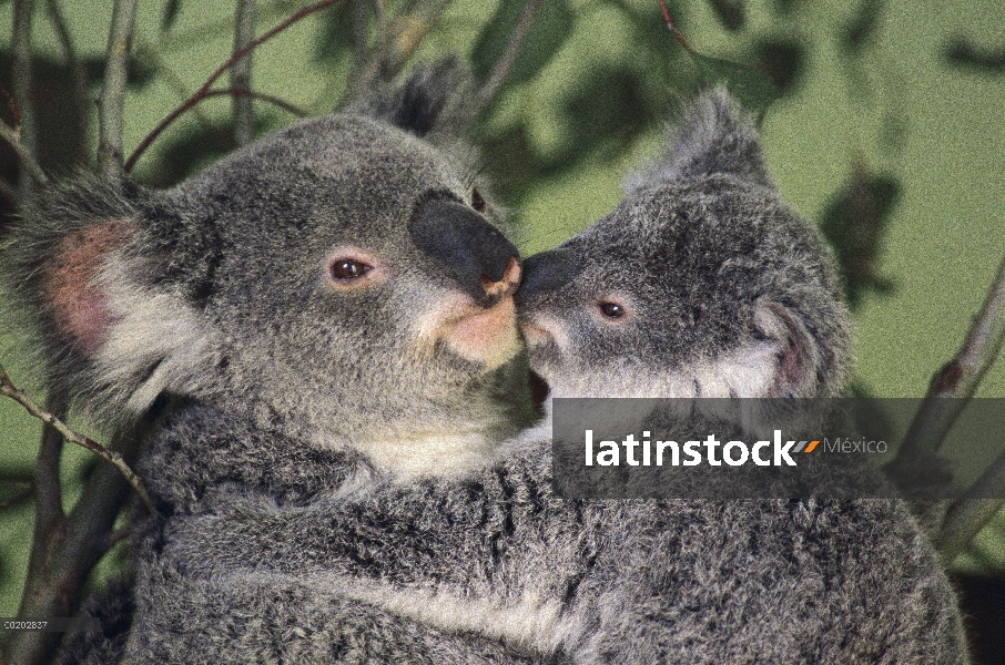 Madre Koala (cinereus de Phascolarctos) con joey, Australia