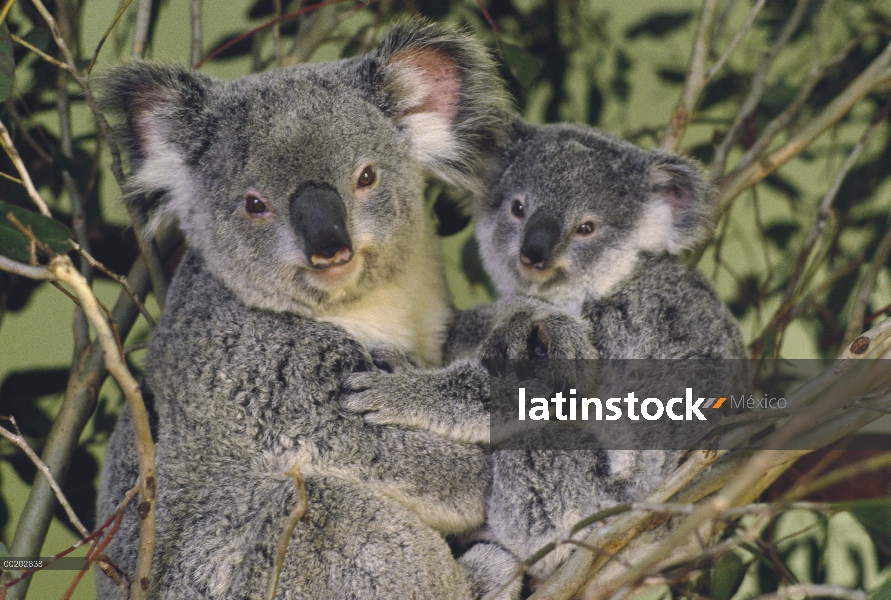 Madre Koala (cinereus de Phascolarctos) con joey, Australia templada oriental