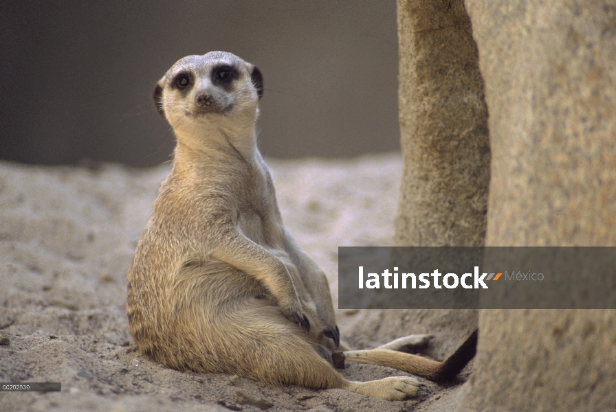 Suricata (Suricata suricatta) sentado en la entrada de la madriguera, áridas de África meridional