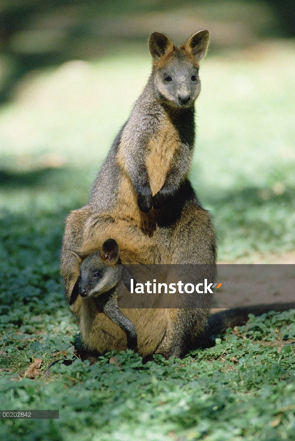 Madre de Swamp Wallaby (Wallabia bicolor) con joey en bolsa, de la costa este de Australia