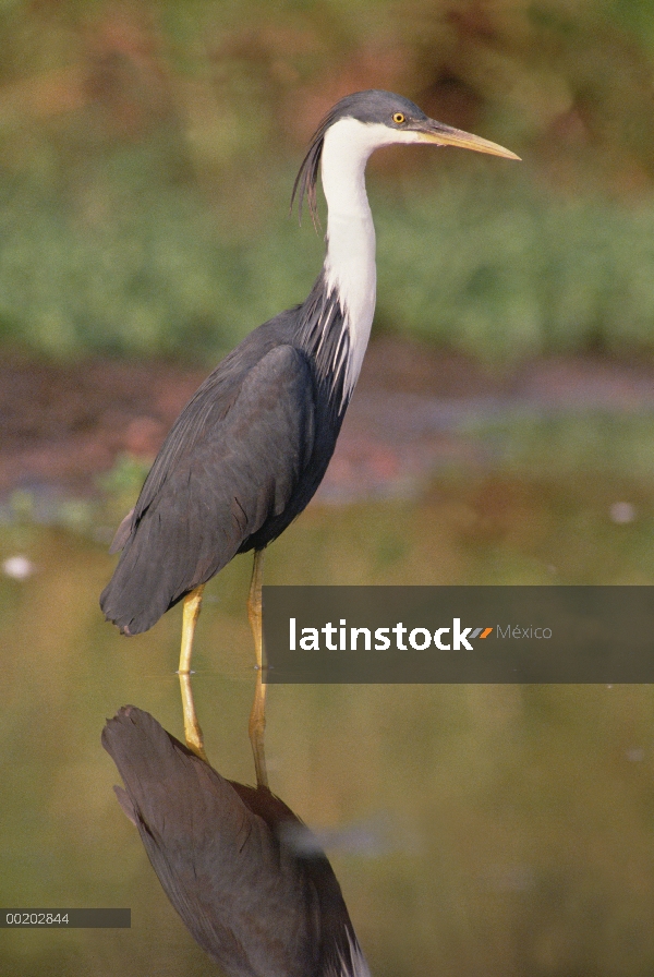 Papamoscas Garza (Ardea picata) vadear aguas poco profundas, Papua Nueva Guinea