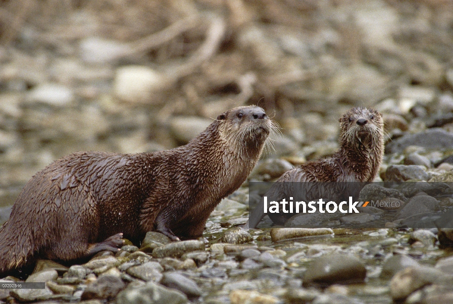 América del norte nutria de río (Lontra canadensis) madre y el bebé, América del norte