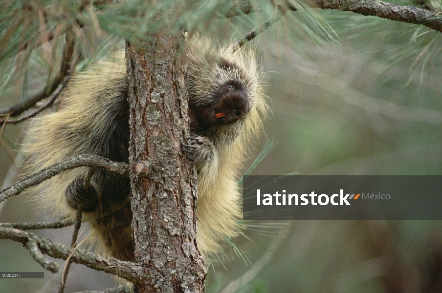 Latinstock México