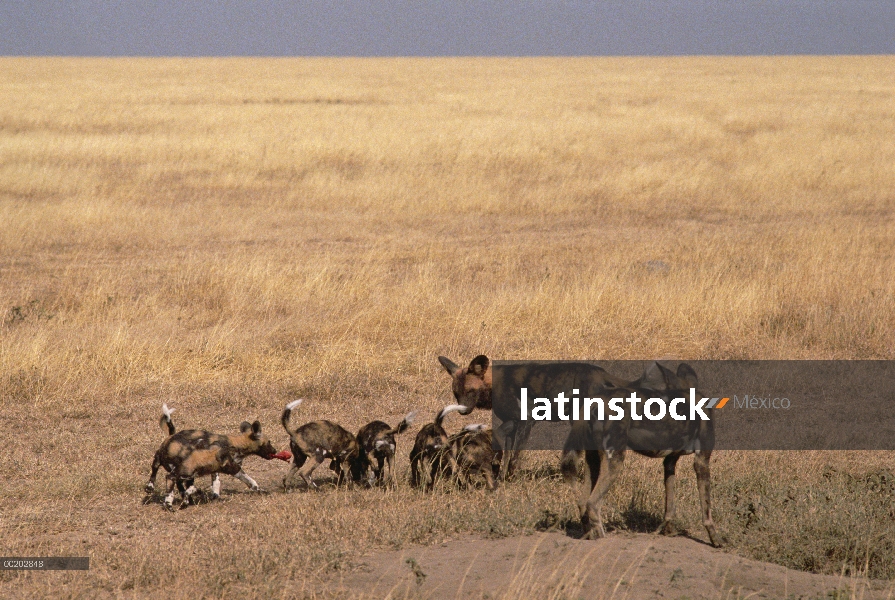 Familia de perro salvaje africano (Lycaon pictus) alimentación en la entrada de la guarida, al sur d