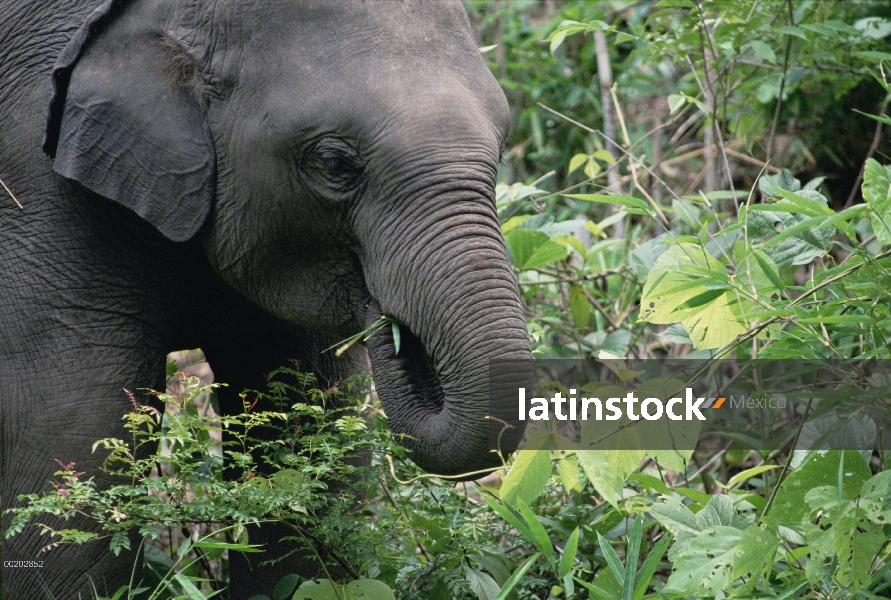 Elefante asiático (Elephas maximus) alimentándose de la vegetación de la selva, India