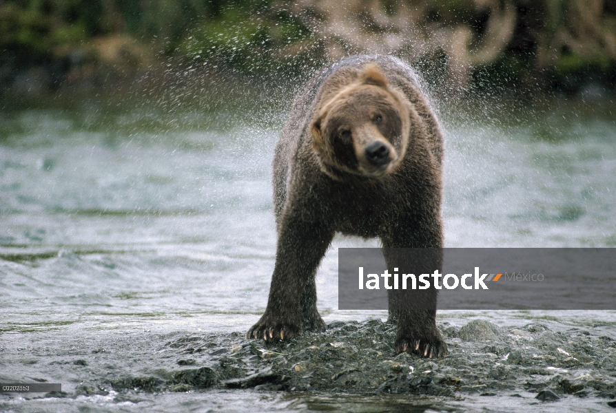 Oso Grizzly (Ursus arctos horribilis) sacudiendo agua desde su costa después del baño, templado Nort