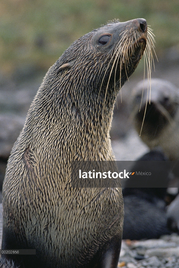 Retrato de Antártico lobo marino (Arctocephalus gazella), Georgia del Sur isla