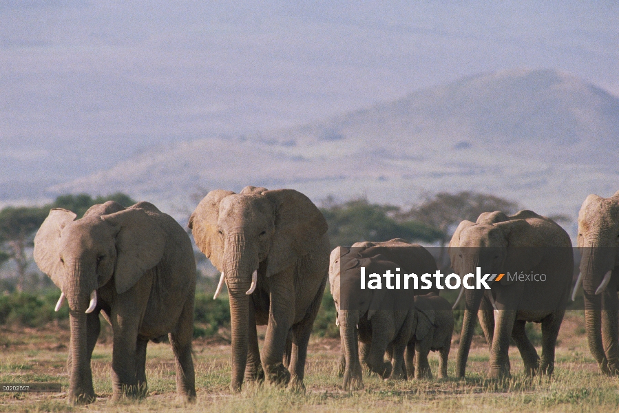 Manada de elefantes africanos (Loxodonta africana) caminar, África del este