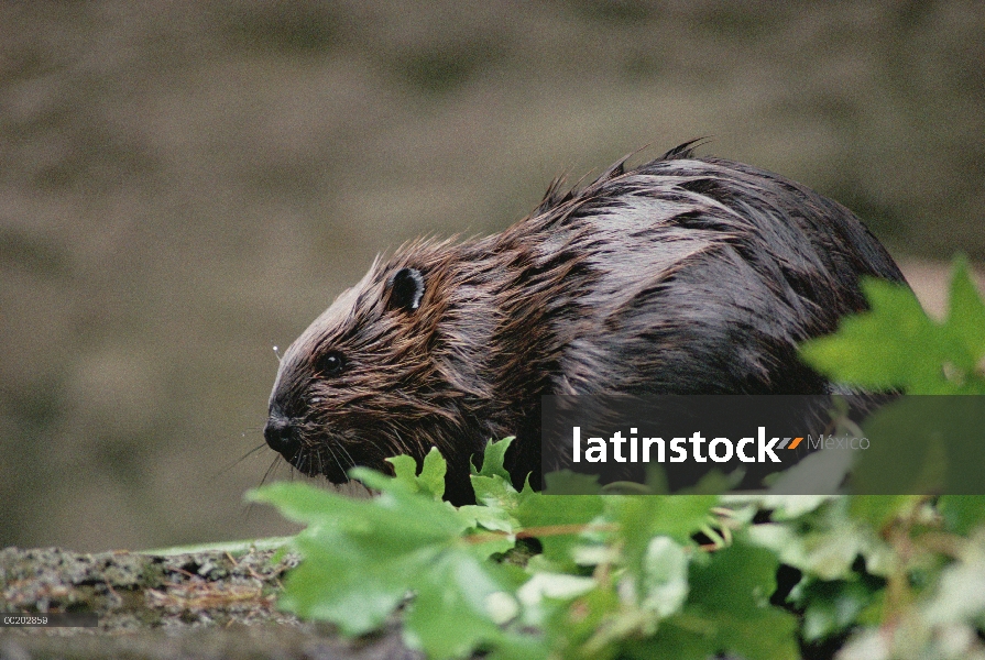 Retrato de castor americano (Castor canadensis) con verde las hojas, América del norte