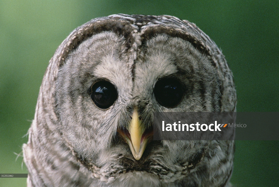 Retrato de Barred Owl (Strix varia), América del norte