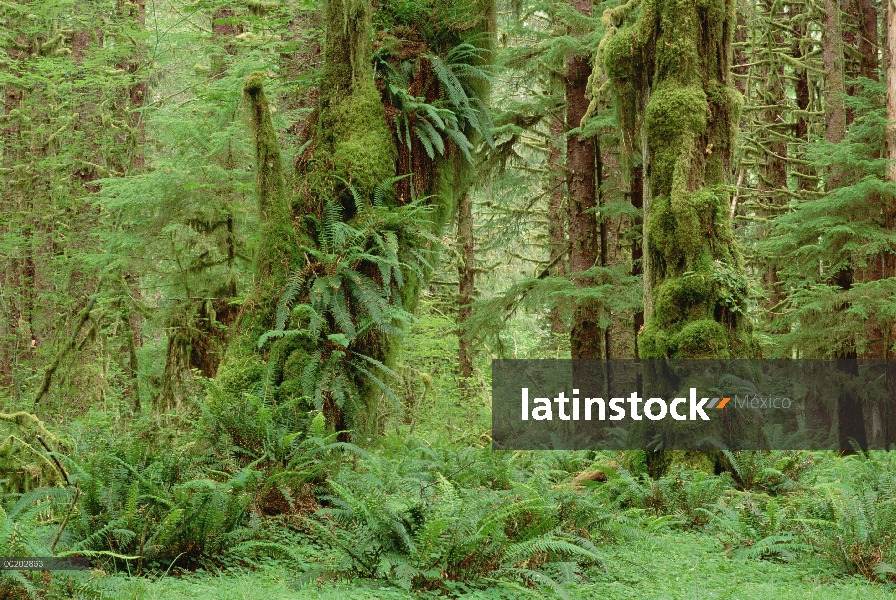 Interior de bosque templado lluvioso, Queets River Valley, Parque Nacional Olympic, Washington