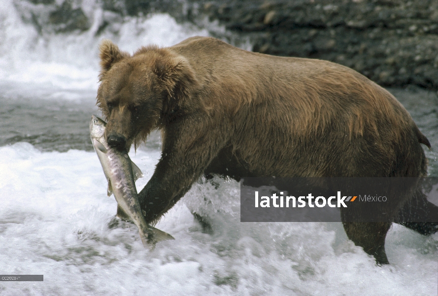 Oso Grizzly (Ursus arctos horribilis) con salmón que ha capturado, Alaska