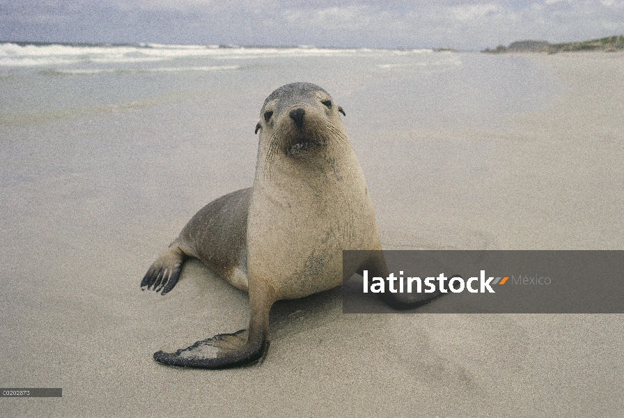 León marino australiano (Neophoca cinerea), Isla Canguro, Australia