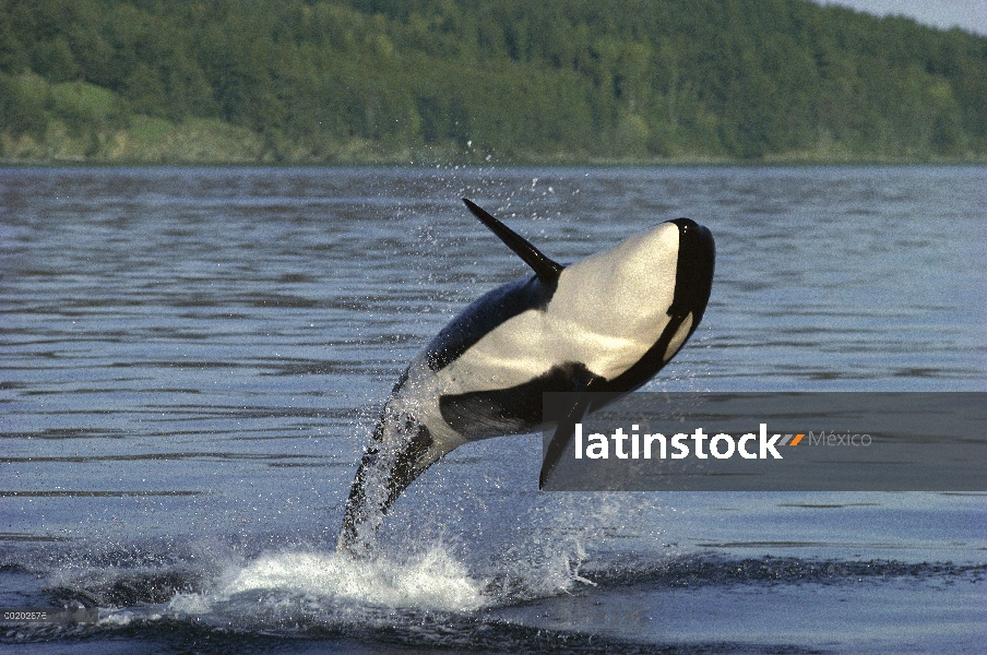 Orca (Orcinus orca) violar, pasaje interior, Alaska