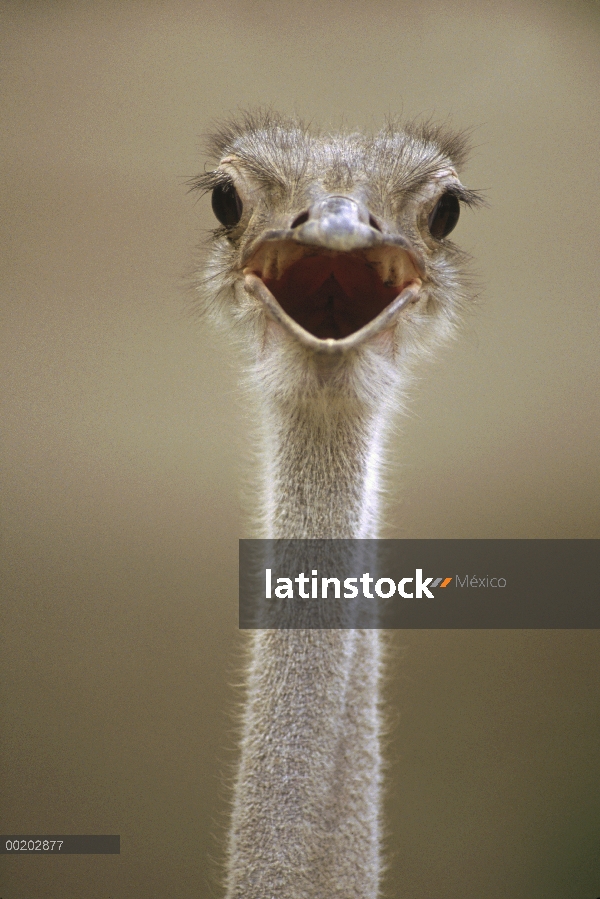 Hembra de avestruz (Struthio camelus) llamar, África del este